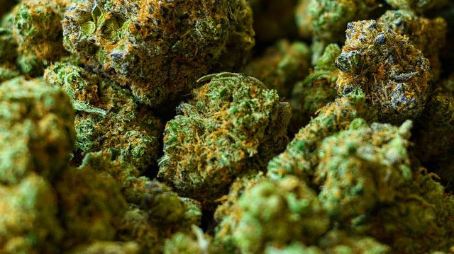 The United States of Marijuana