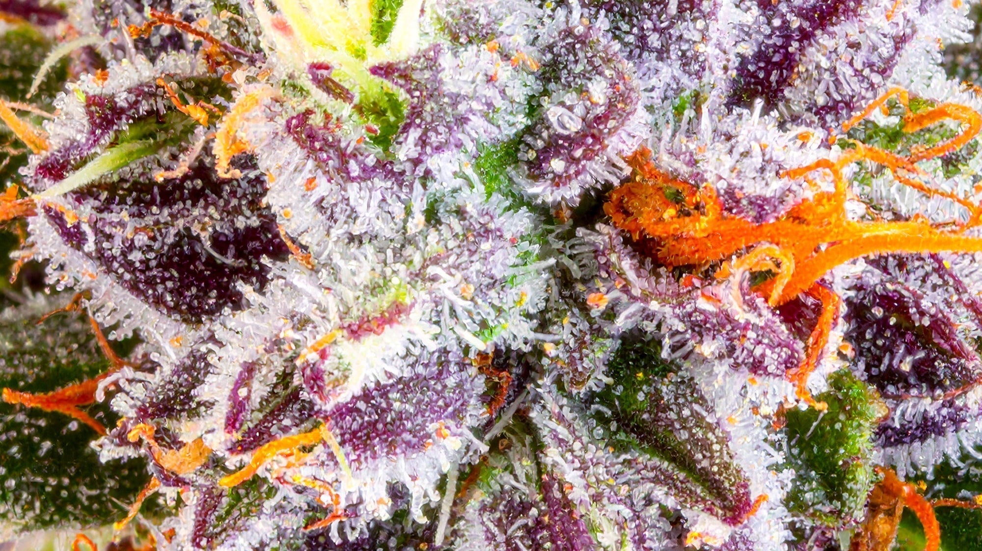 Navigating the USDA Final Hemp Rule