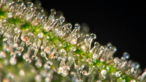 The Effects of Terpenes