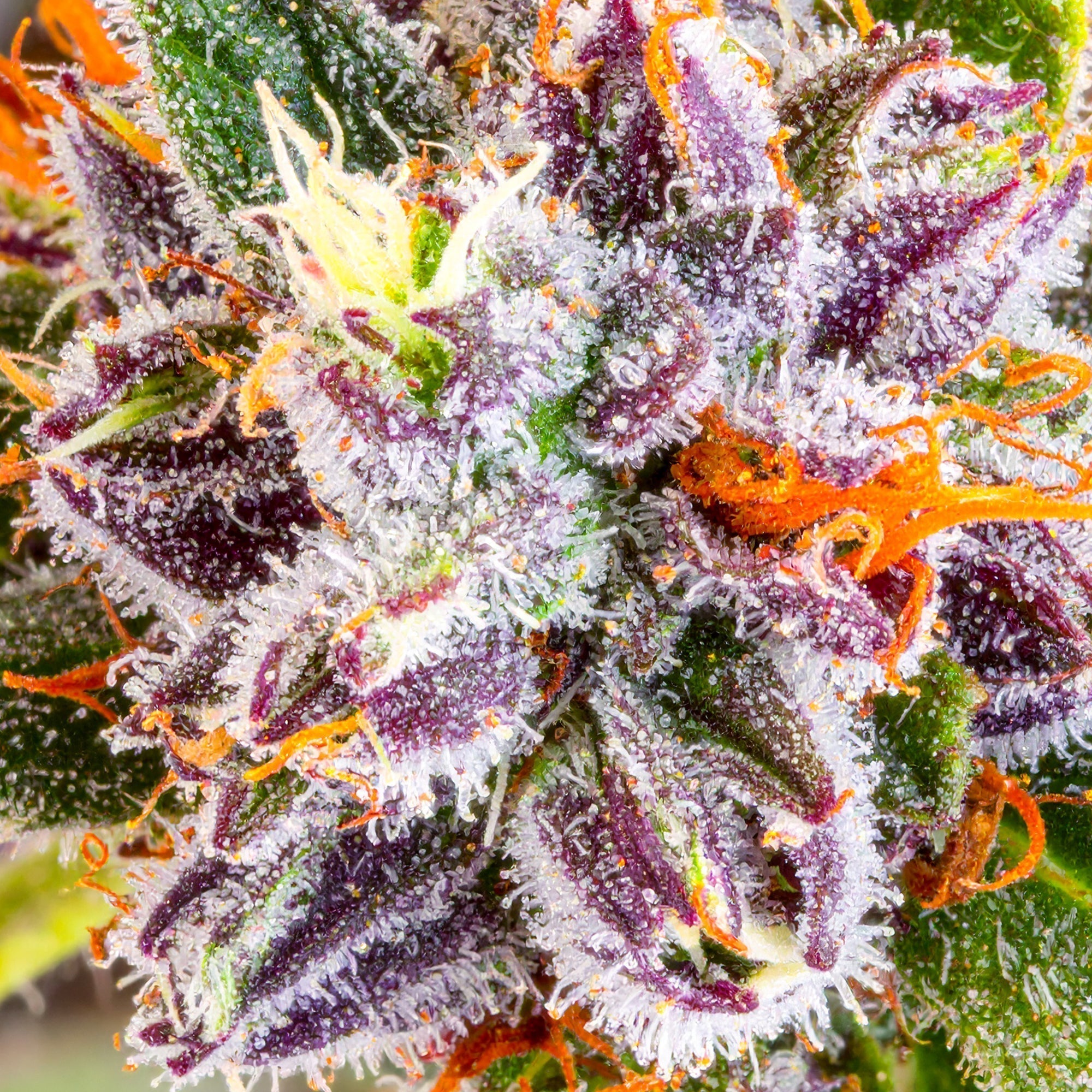 Navigating the USDA Final Hemp Rule