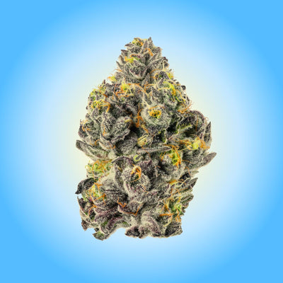 Blueberry Zlushie Flower