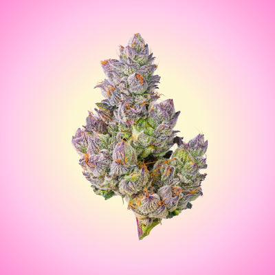 Gelato 33 Flower