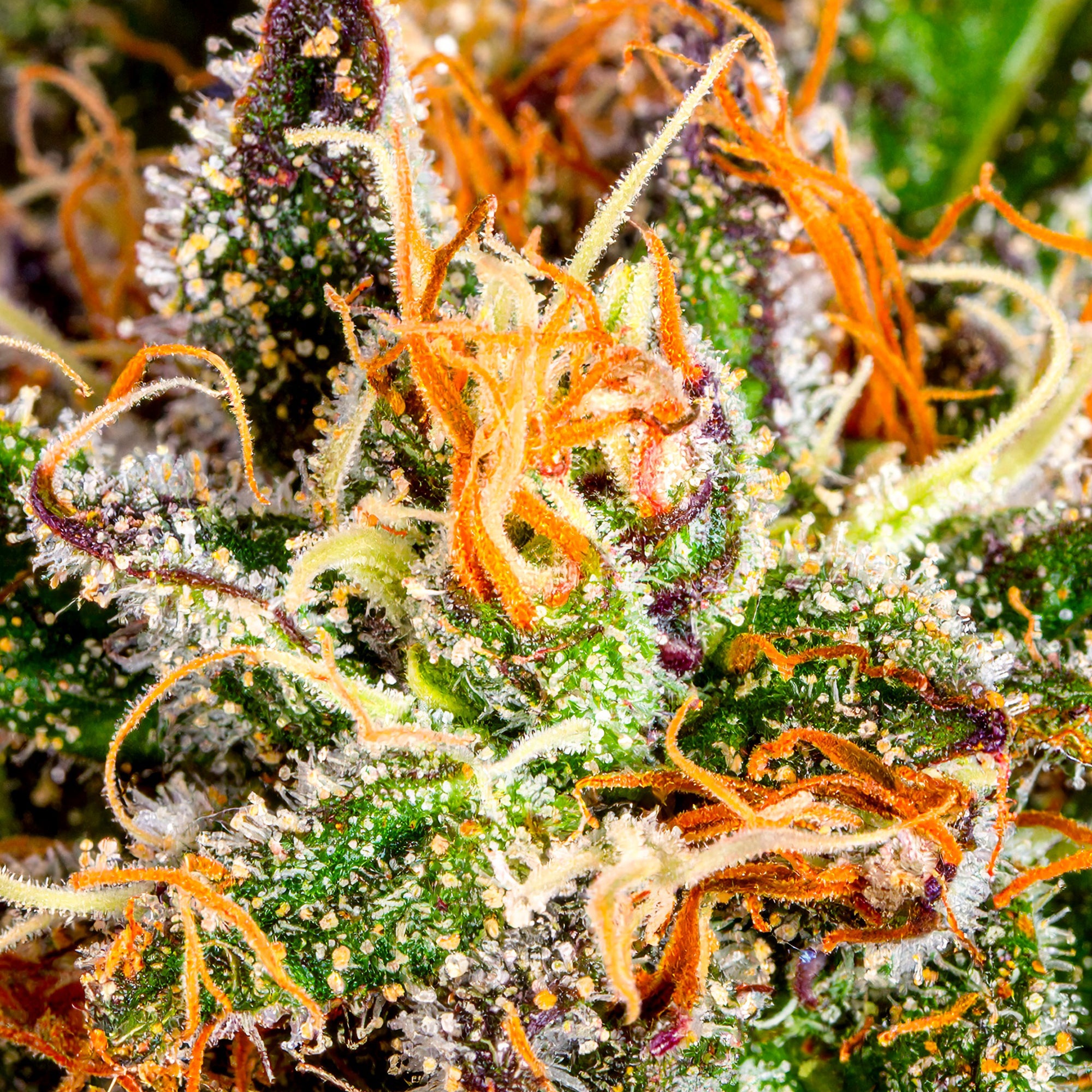Jack-Herer_Closeup.jpg?v=